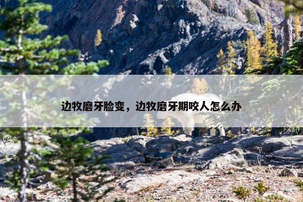 边牧磨牙脸变，边牧磨牙期咬人怎么办