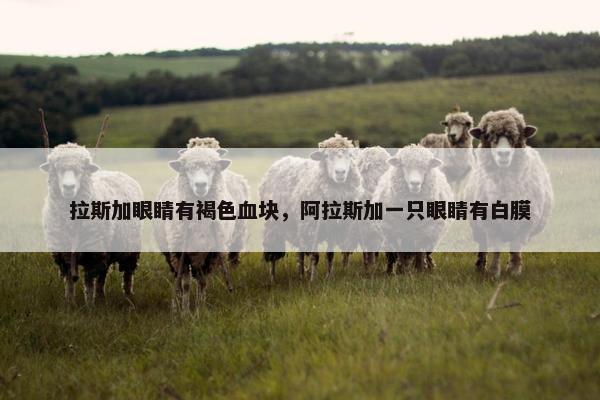 拉斯加眼睛有褐色血块，阿拉斯加一只眼睛有白膜