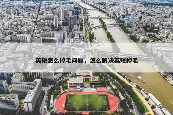 英短怎么掉毛问题，怎么解决英短掉毛