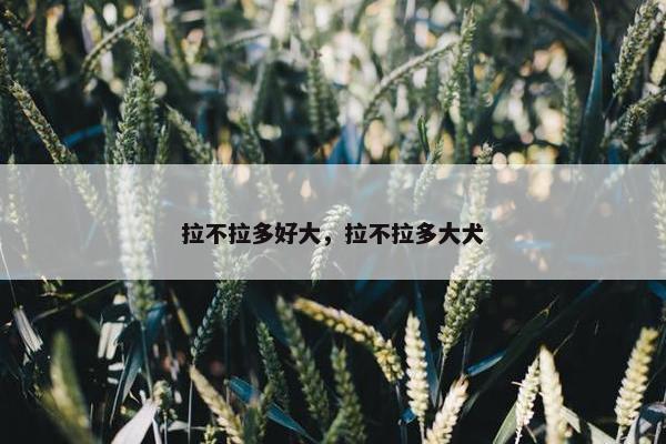 拉不拉多好大，拉不拉多大犬