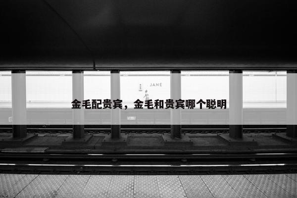 金毛配贵宾，金毛和贵宾哪个聪明