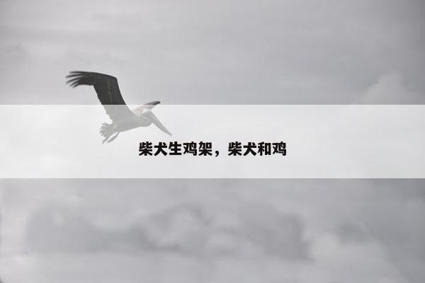 柴犬生鸡架，柴犬和鸡