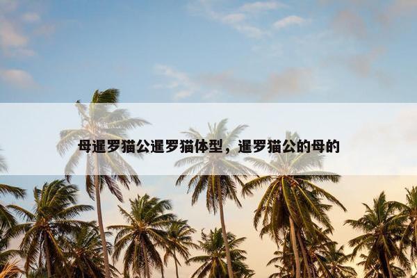 母暹罗猫公暹罗猫体型，暹罗猫公的母的