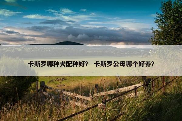 卡斯罗哪种犬配种好？ 卡斯罗公母哪个好养？
