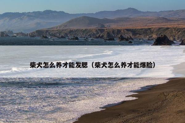 柴犬怎么养才能发腮（柴犬怎么养才能爆脸）