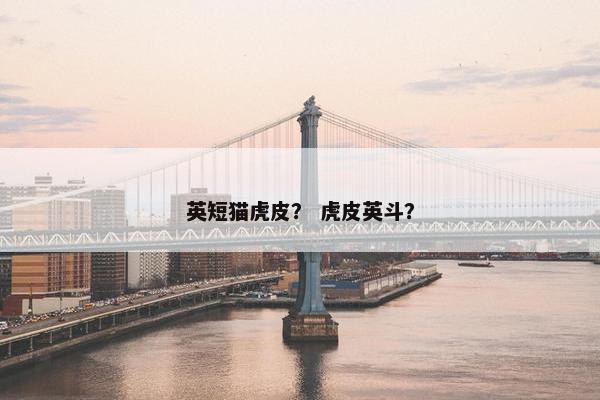 英短猫虎皮？ 虎皮英斗？
