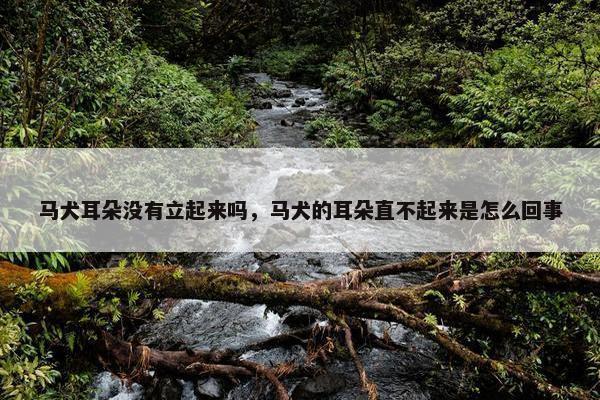 马犬耳朵没有立起来吗，马犬的耳朵直不起来是怎么回事