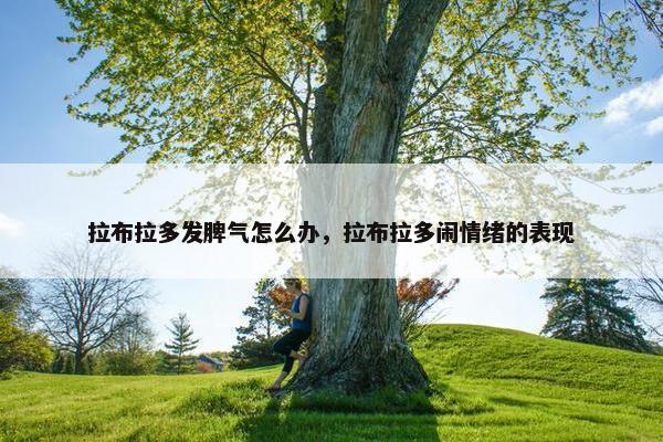 拉布拉多发脾气怎么办，拉布拉多闹情绪的表现