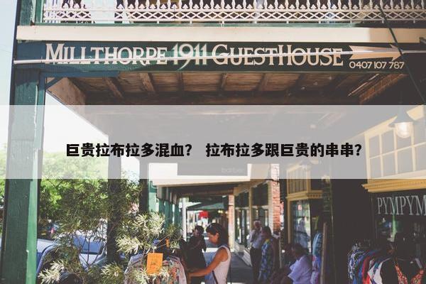 巨贵拉布拉多混血？ 拉布拉多跟巨贵的串串？