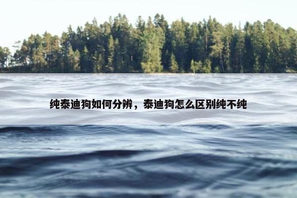 纯泰迪狗如何分辨，泰迪狗怎么区别纯不纯