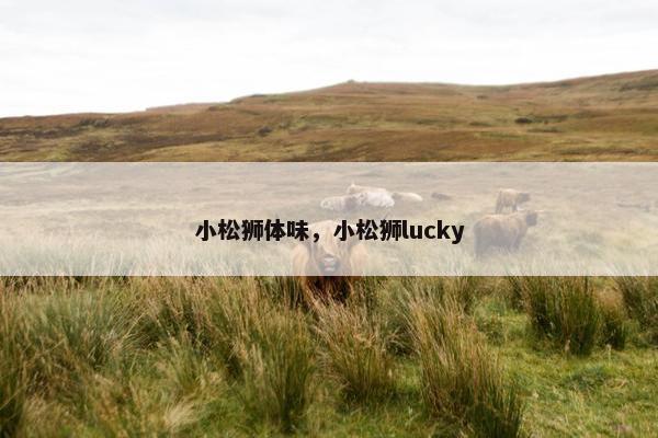 小松狮体味，小松狮lucky