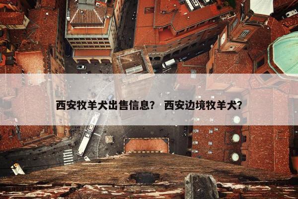 西安牧羊犬出售信息？ 西安边境牧羊犬？