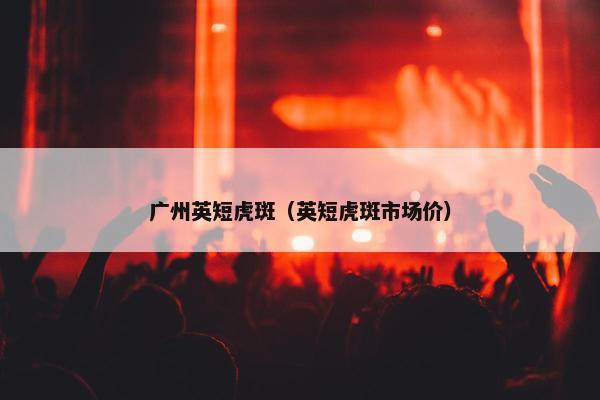 广州英短虎斑（英短虎斑市场价）