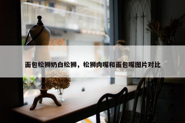 面包松狮奶白松狮，松狮肉嘴和面包嘴图片对比