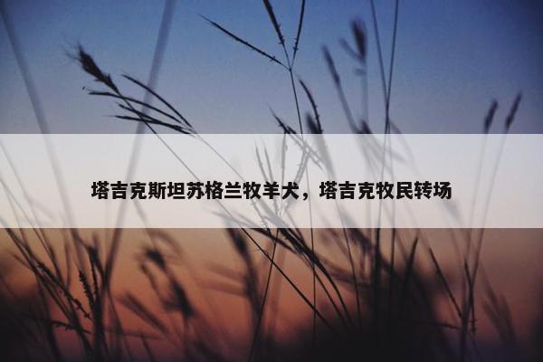 塔吉克斯坦苏格兰牧羊犬，塔吉克牧民转场