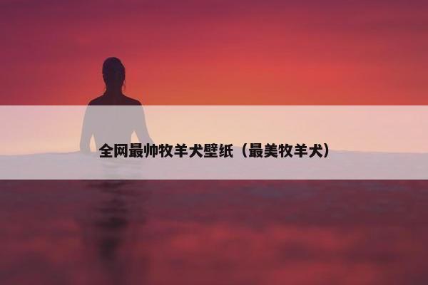 全网最帅牧羊犬壁纸（最美牧羊犬）