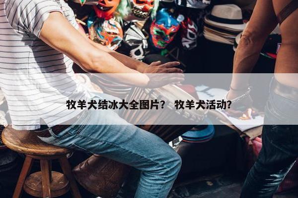 牧羊犬结冰大全图片？ 牧羊犬活动？